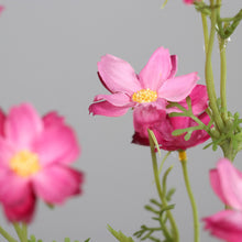 Laden Sie das Bild in den Galerie-Viewer, Mini-Cosmea 'Trude' pink