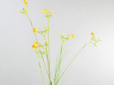 Monbretia gelb
