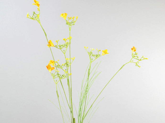 Monbretia gelb