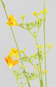 Monbretia gelb