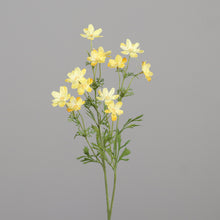Laden Sie das Bild in den Galerie-Viewer, Mini-Cosmea 'Trude' yellow