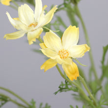 Laden Sie das Bild in den Galerie-Viewer, Mini-Cosmea 'Trude' yellow