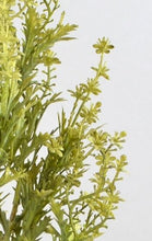 Laden Sie das Bild in den Galerie-Viewer, Kraut-Zweig grün