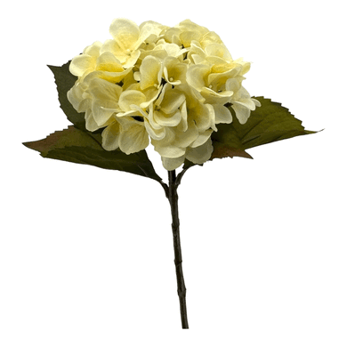 Hortensie 'Dry Look'  creme