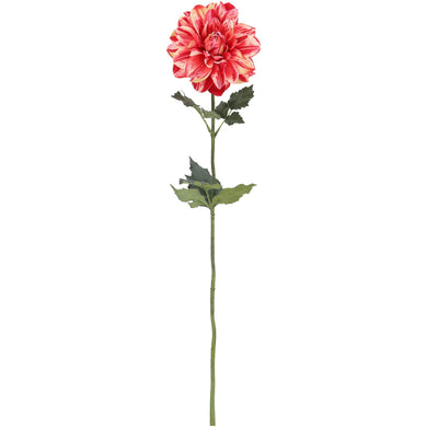 Dahlie 'Suva' pink-creme