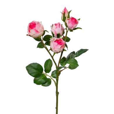 Polyanta-Rose x 5, rosa-creme