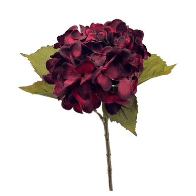 Hortensie 'Dry Look'  burgund