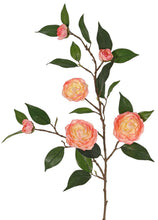 Laden Sie das Bild in den Galerie-Viewer, Rosenzweig 'Edith' orange