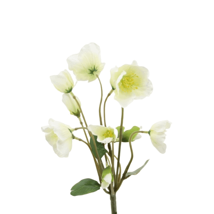 Christrosenbusch x 12, cream