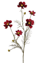 Laden Sie das Bild in den Galerie-Viewer, Cosmea, weinrot