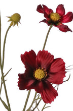 Laden Sie das Bild in den Galerie-Viewer, Cosmea, weinrot