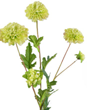 Laden Sie das Bild in den Galerie-Viewer, Chrysantheme 'Mumi'  x 5 weiß-grün