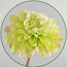 Laden Sie das Bild in den Galerie-Viewer, Chrysantheme 'Mumi'  x 5 weiß-grün