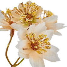 Laden Sie das Bild in den Galerie-Viewer, Astrantie, naturweiß