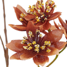 Laden Sie das Bild in den Galerie-Viewer, Astrantie, hellbraun