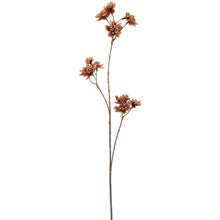 Laden Sie das Bild in den Galerie-Viewer, Astrantie, hellbraun