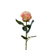 Laden Sie das Bild in den Galerie-Viewer, Rose 'Madame' gefüllt, rosa-grün