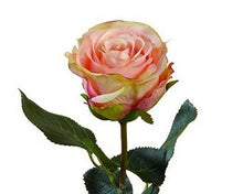 Laden Sie das Bild in den Galerie-Viewer, Rose 'Madame' gefüllt, rosa-grün