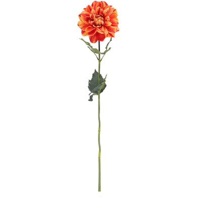 Dahlie 'Suva' orange-apricot