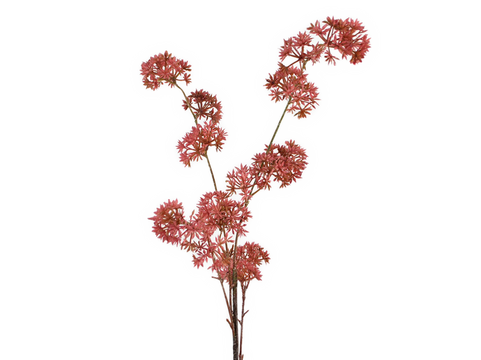Allium-Zweig, rosa
