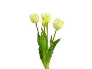 Tulpenbündel, creme-grün x 5
