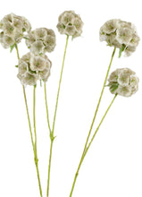 Laden Sie das Bild in den Galerie-Viewer, Stern-Scabiose natur