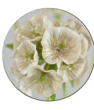 Laden Sie das Bild in den Galerie-Viewer, Stern-Scabiose natur