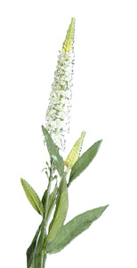 Veronica-Zweig, cream