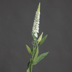 Veronica-Zweig, cream