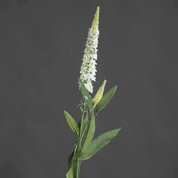 Veronica-Zweig, cream