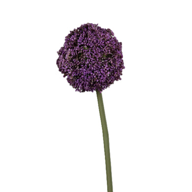 Allium, lavender