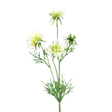 Laden Sie das Bild in den Galerie-Viewer, Cosmea creme-green