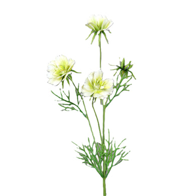 Cosmea creme-green