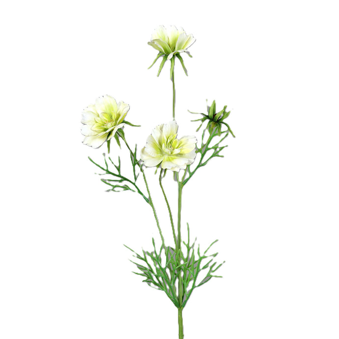 Cosmea creme-green