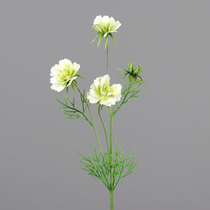 Cosmea creme-green