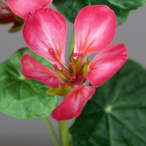 Kapuzinerkresse pink