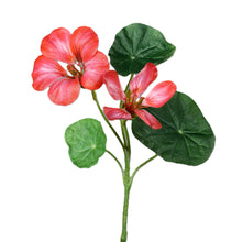 Laden Sie das Bild in den Galerie-Viewer, Kapuzinerkresse pink-red