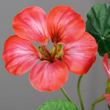 Laden Sie das Bild in den Galerie-Viewer, Kapuzinerkresse pink-red