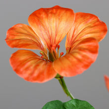 Laden Sie das Bild in den Galerie-Viewer, Kapuzinerkresse orange