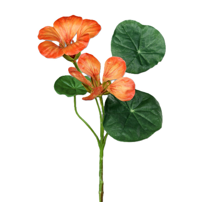 Kapuzinerkresse orange