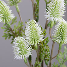 Laden Sie das Bild in den Galerie-Viewer, Distel-Zweig, cream