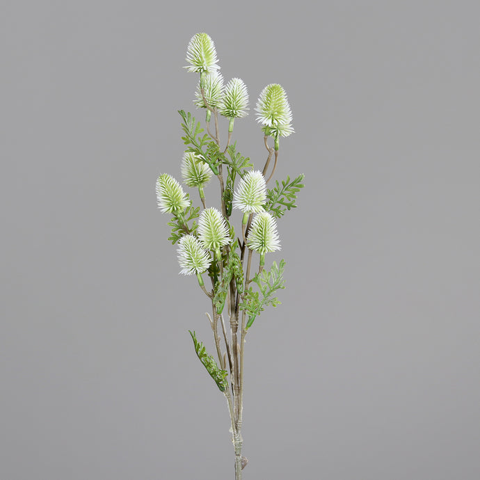 Distel-Zweig, cream
