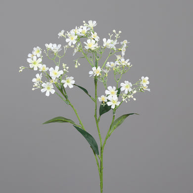 Gaura cream