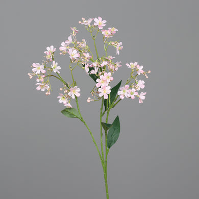 Gaura, hell-rosé