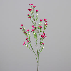 Waxkraut, fuchsia