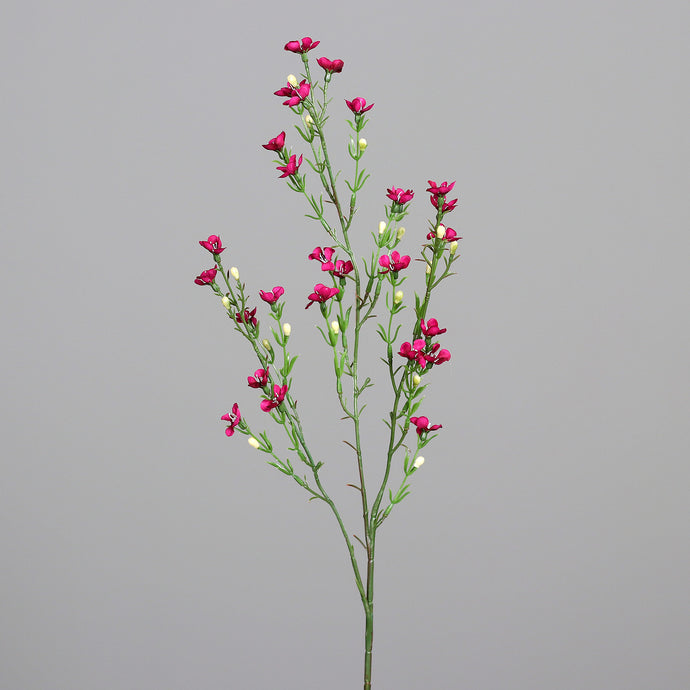 Waxkraut, fuchsia