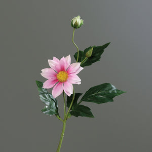 Dahlien-Pick 'Anita' rose-pink