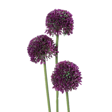 Allium-Bund x3, purple