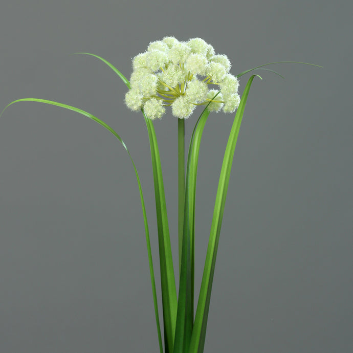 Zierlauch cream