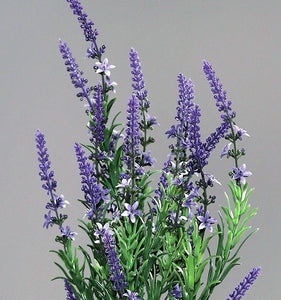 Lavendelbusch 'Lucia'